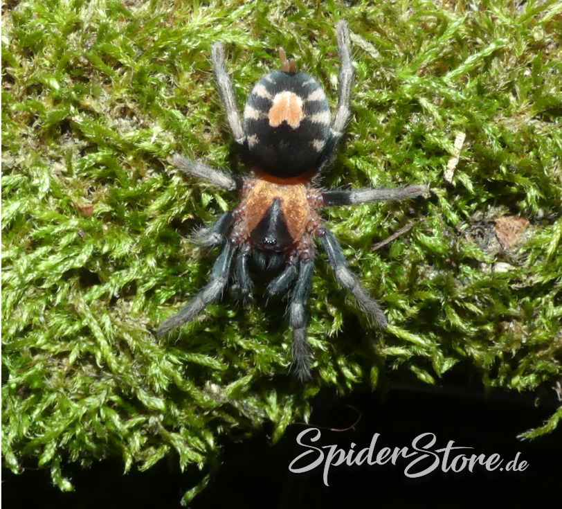 Cyriocosmus elegans